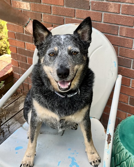 Entry image for River Dog. Clicking this image will show a larger photo