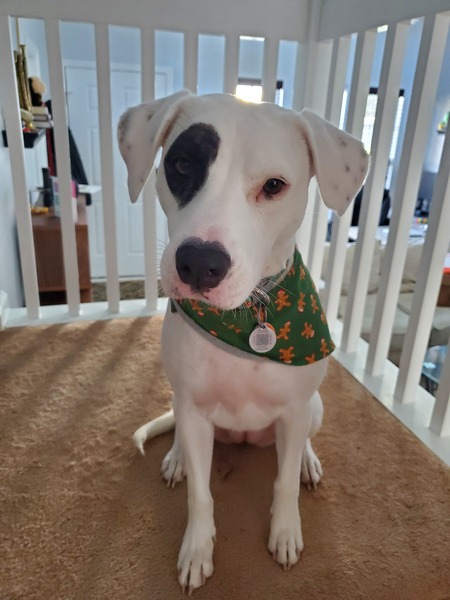 Entry image for Lucy. Clicking this image will show a larger photo