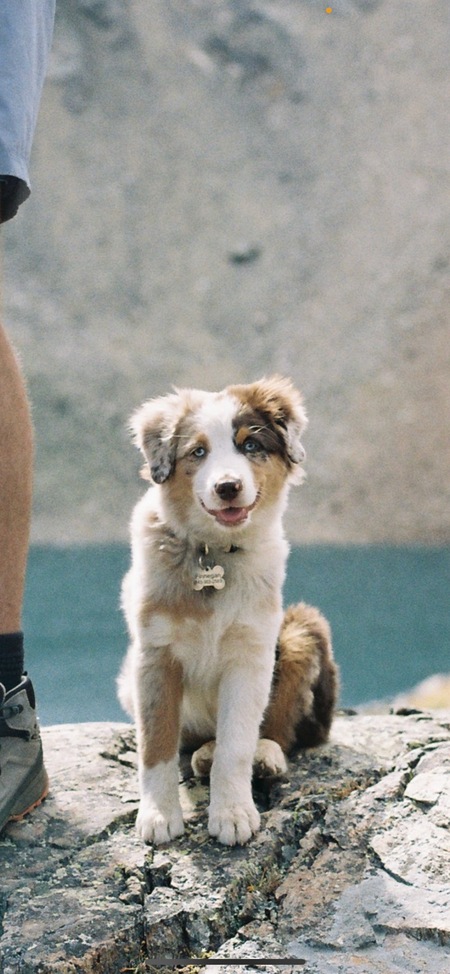 Entry image for Finnegan. Clicking this image will show a larger photo