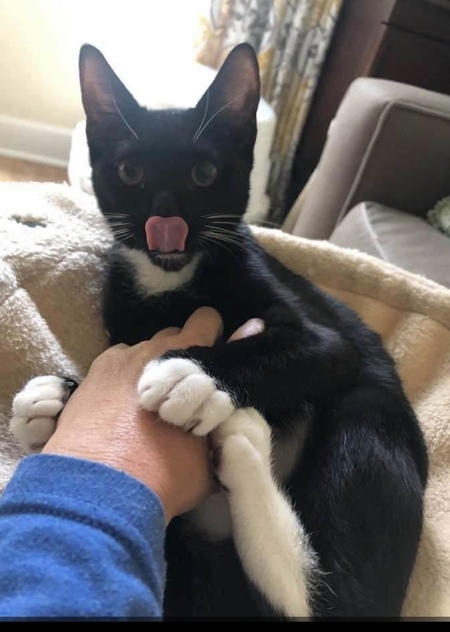 Entry image for Bean- aka Louge Lizard. Clicking this image will show a larger photo