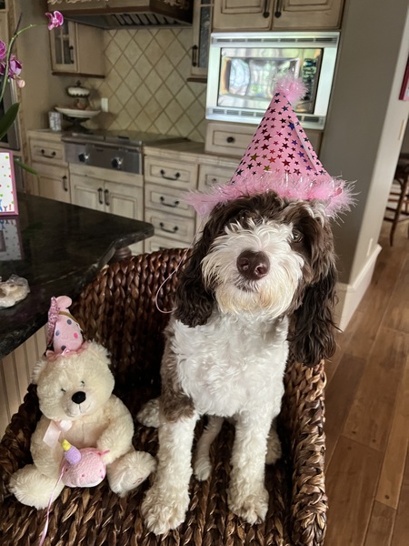 Entry image for Scharlee. Clicking this image will show a larger photo