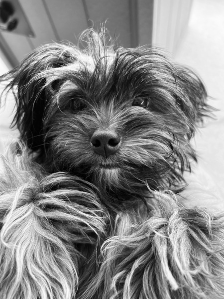 Entry image for Millie. Clicking this image will show a larger photo