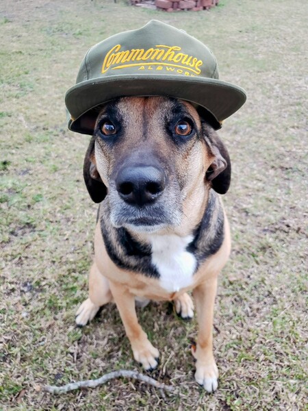 Entry image for Charlie. Clicking this image will show a larger photo