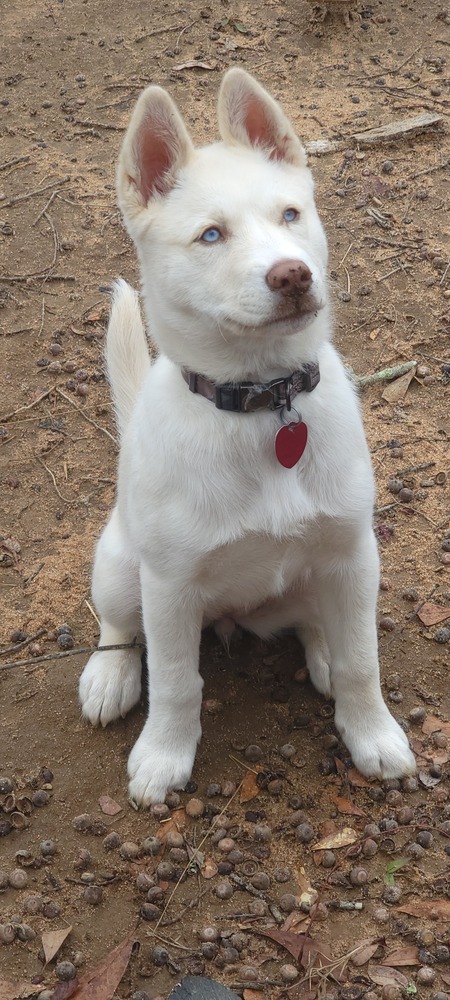 Entry image for Penny Grace. Clicking this image will show a larger photo