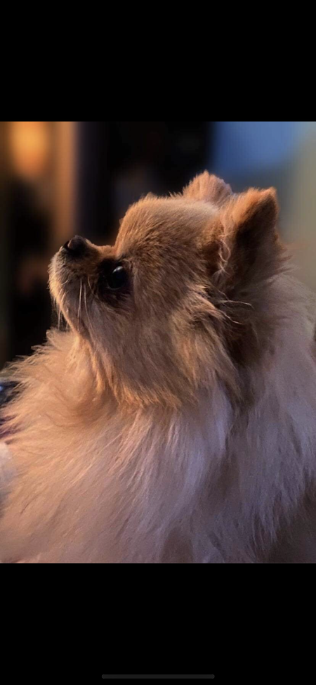 Entry image for Willow Bug. Clicking this image will show a larger photo