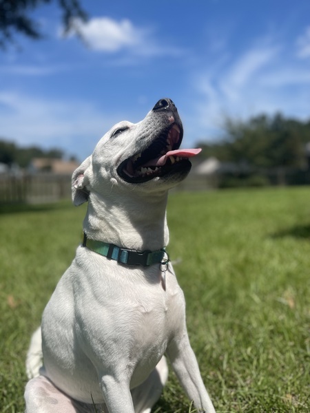 Entry image for Happy. Clicking this image will show a larger photo