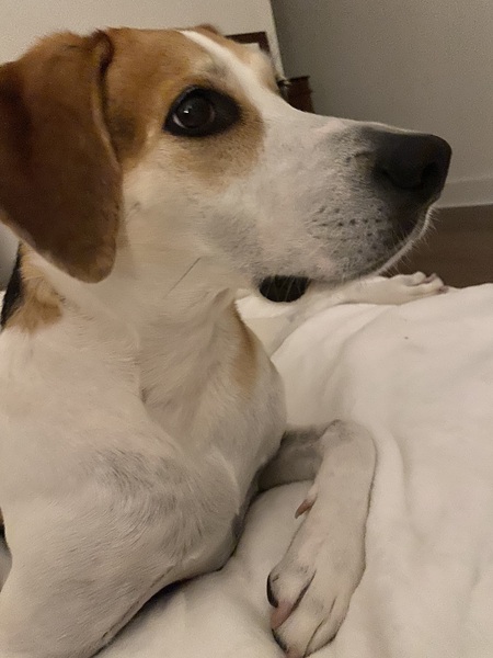 Entry image for Oliver. Clicking this image will show a larger photo