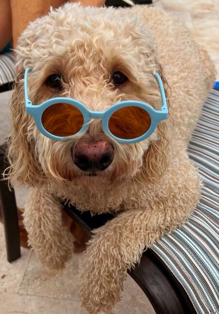 Entry image for Seamus. Clicking this image will show a larger photo