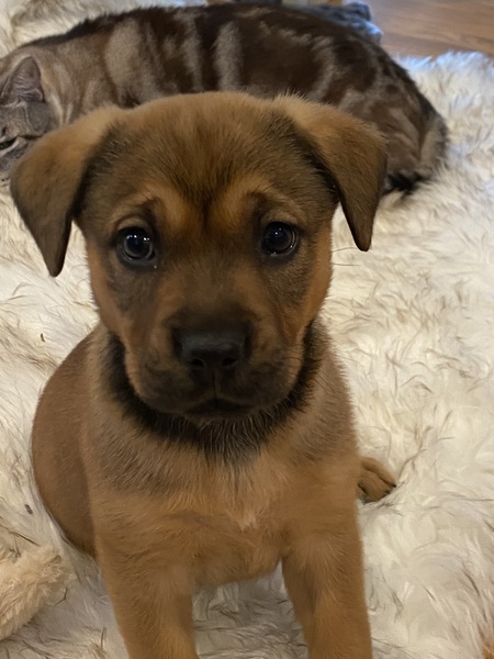 Entry image for Geoegia. Clicking this image will show a larger photo