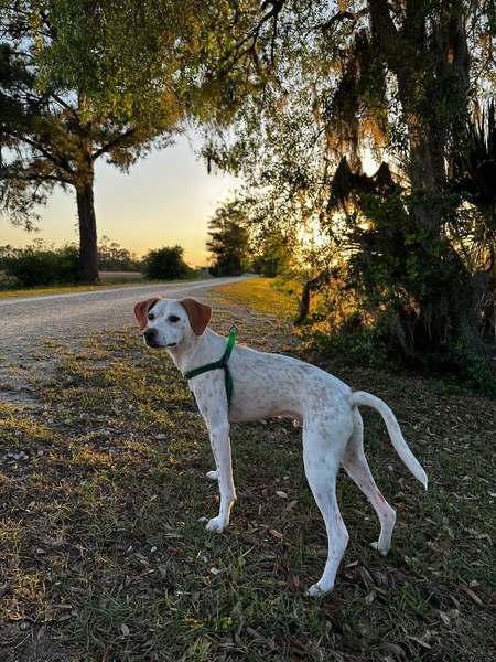 Entry image for Seymour. Clicking this image will show a larger photo