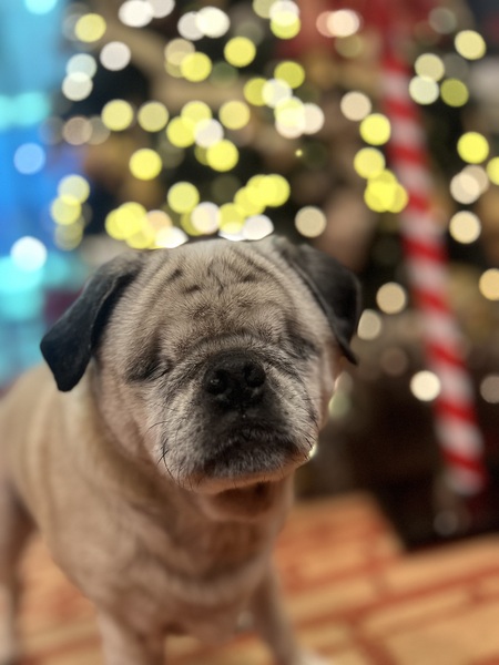 Entry image for Onion. Clicking this image will show a larger photo