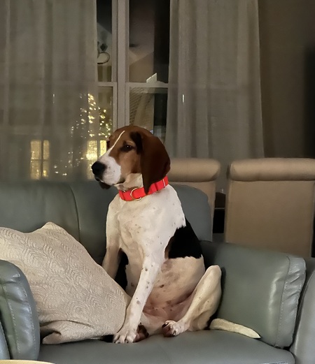 Entry image for Wren. Clicking this image will show a larger photo