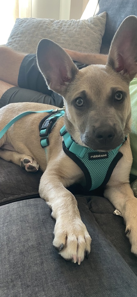 Entry image for Ike . Clicking this image will show a larger photo