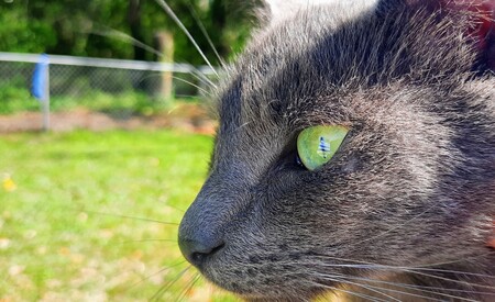 Entry image for George. Clicking this image will show a larger photo