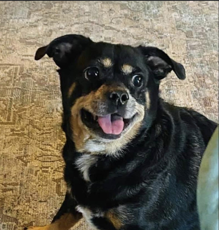 Entry image for Breezy. Clicking this image will show a larger photo