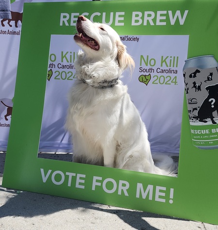 Entry image for Oleander. Clicking this image will show a larger photo