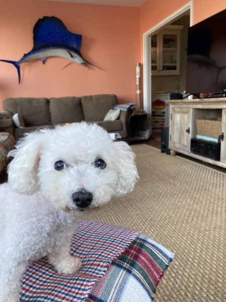 Entry image for Shaggy (for Shaggin’ on the Cooper). Clicking this image will show a larger photo