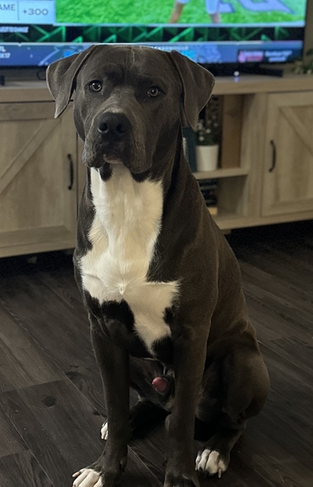 Entry image for Scout. Clicking this image will show a larger photo