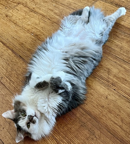 Entry image for Suka. Clicking this image will show a larger photo