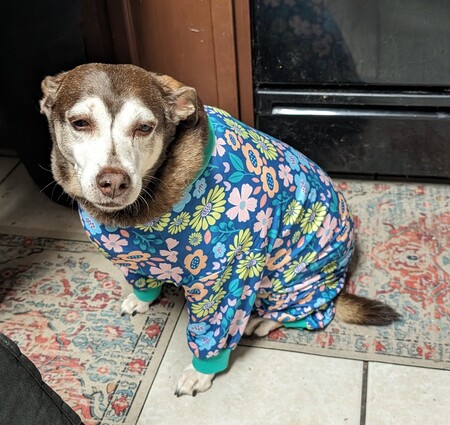 Entry image for Josie. Clicking this image will show a larger photo