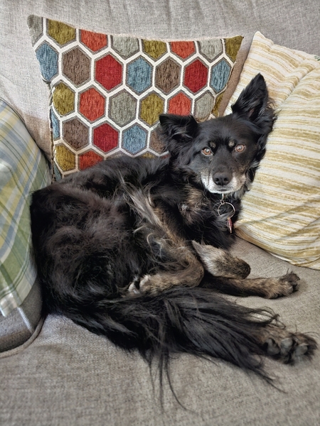 Entry image for Bow. Clicking this image will show a larger photo