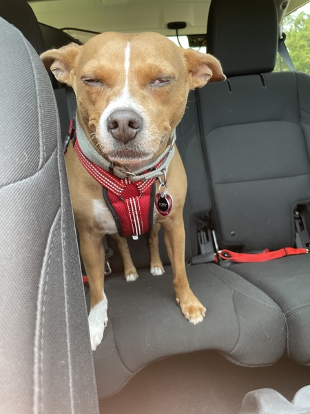 Entry image for Toby. Clicking this image will show a larger photo