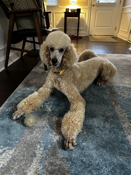 Entry image for Woodstock aka Woody. Clicking this image will show a larger photo