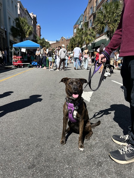 Entry image for Nola . Clicking this image will show a larger photo