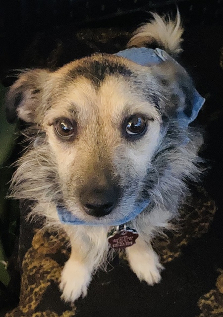 Entry image for Penelope . Clicking this image will show a larger photo