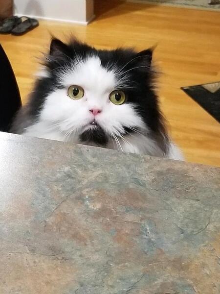 Entry image for Pepe`. Clicking this image will show a larger photo