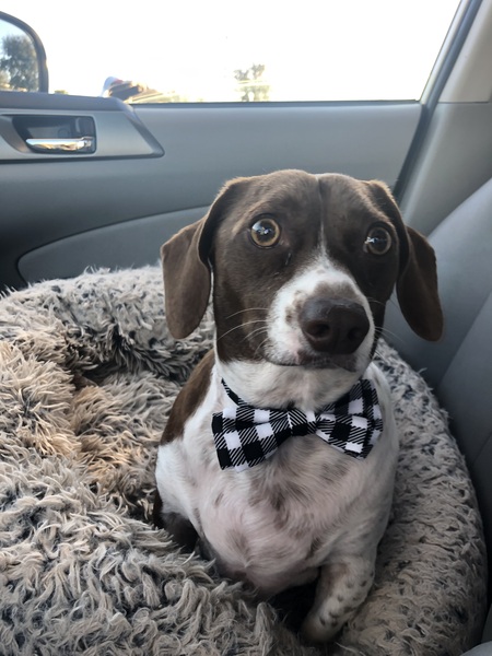 Entry image for Phat Willy . Clicking this image will show a larger photo