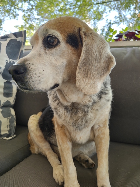 Entry image for Pippa. Clicking this image will show a larger photo