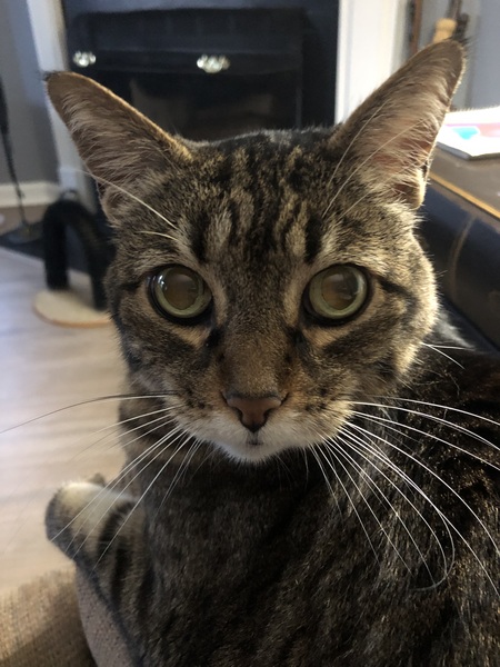 Entry image for Tabitha. Clicking this image will show a larger photo