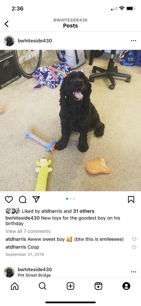 Entry image for Cooper. Clicking this image will show a larger photo