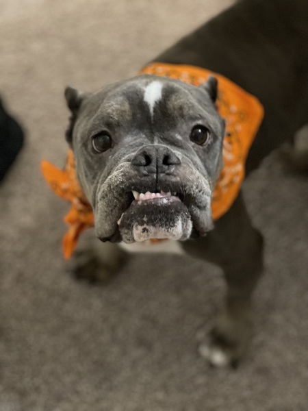 Entry image for Rosie. Clicking this image will show a larger photo