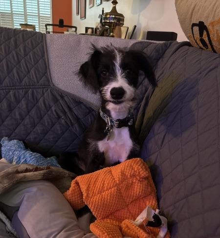 Entry image for Trace. Clicking this image will show a larger photo