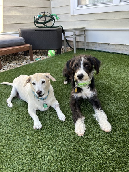 Entry image for Vinny and Trace. Clicking this image will show a larger photo