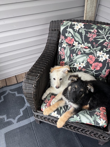 Entry image for Polo & Bear. Clicking this image will show a larger photo