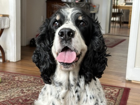 Entry image for Cooper. Clicking this image will show a larger photo