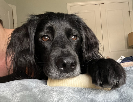 Entry image for Sully. Clicking this image will show a larger photo