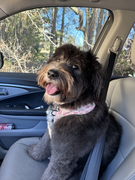 Entry image for Sophia. Clicking this image will show a larger photo