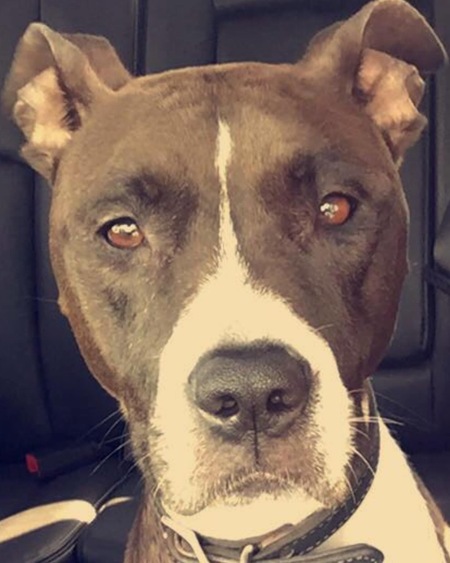 Entry image for Roxi. Clicking this image will show a larger photo