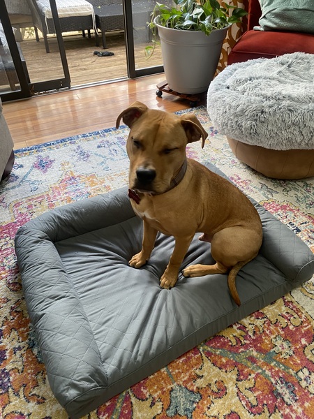 Entry image for Tyson . Clicking this image will show a larger photo