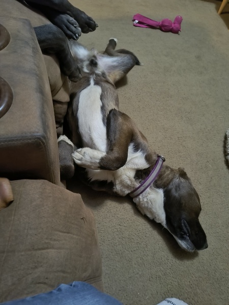 Entry image for Jiggy. Clicking this image will show a larger photo