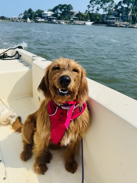 Entry image for Lucy. Clicking this image will show a larger photo