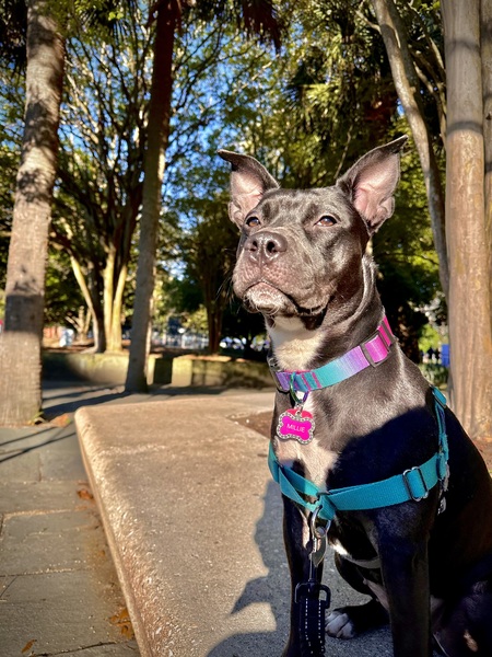 Entry image for Millie. Clicking this image will show a larger photo