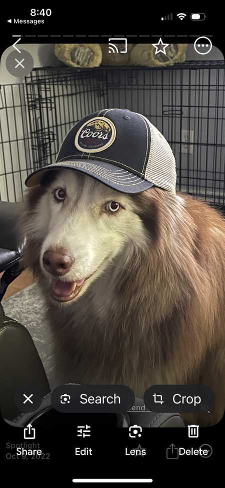 Entry image for Balto. Clicking this image will show a larger photo