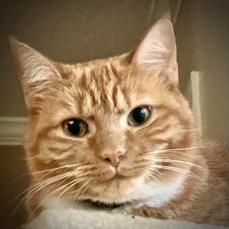 Entry image for PhyllaMyna . Clicking this image will show a larger photo