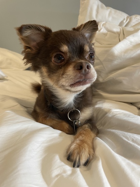 Entry image for Merit. Clicking this image will show a larger photo