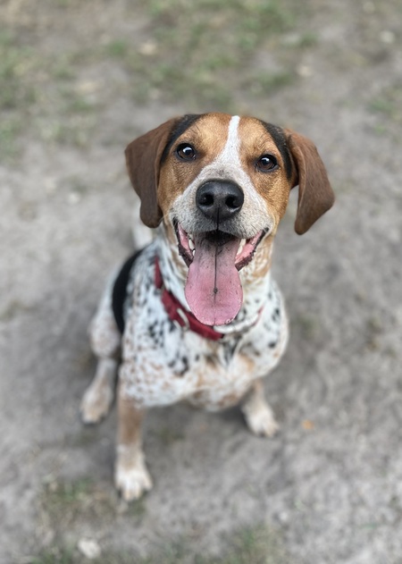 Entry image for Riggins. Clicking this image will show a larger photo